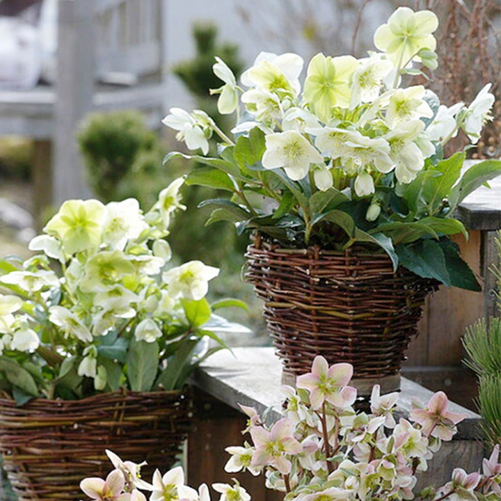 Honeymoon Hellebore, Christmas Rose-Plantjoyfarm-Flower Seeds,Garden Seeds,best selling