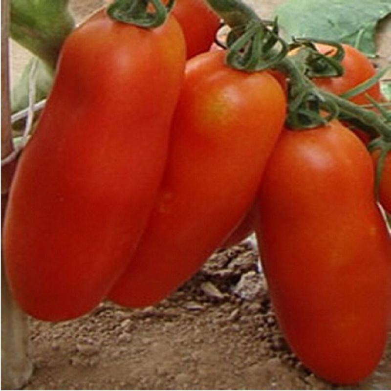 Bunches of Bananas Tomato Seeds Organic Vegetable Bonsai Seeds-Plantjoyfarm-Fruit Seeds,Gardening,home and garden,Seeds,best selling