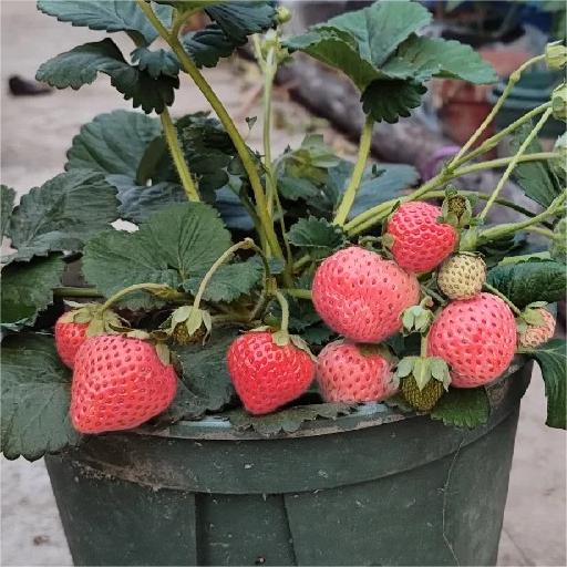 PEACH LAVENDER STRAWBERRY SEEDS (PEACH FLAVOR)-Plantjoyfarm-