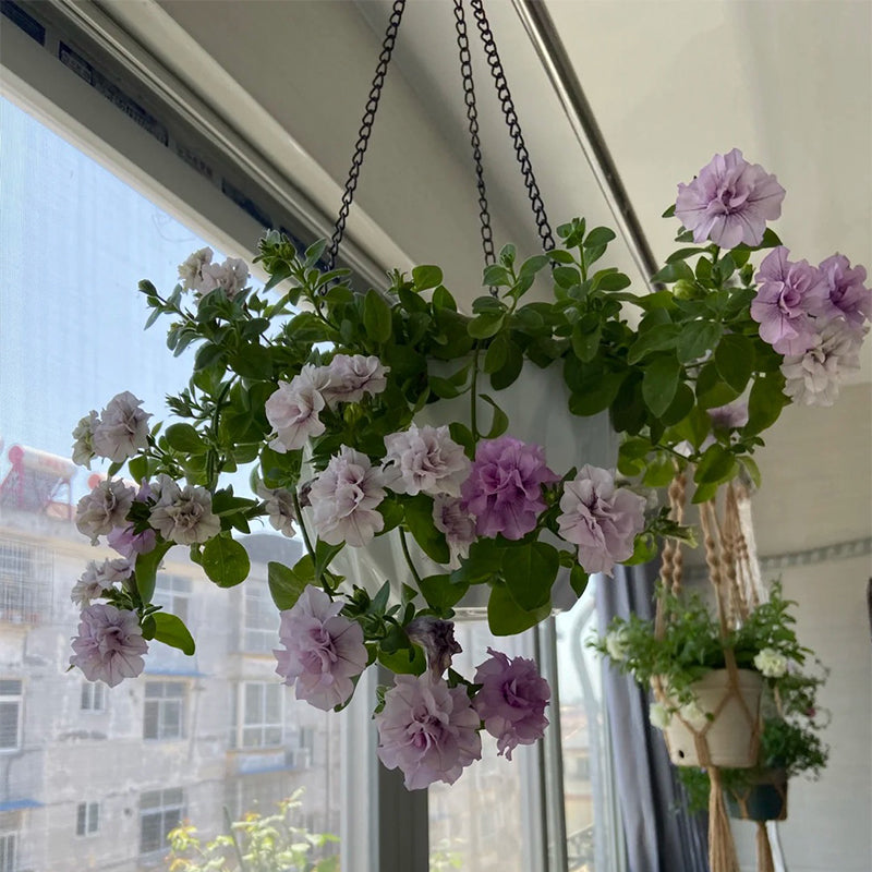 Double Ice Lavender Petunia-Plantjoyfarm-Garden Seeds,Petunia,best selling