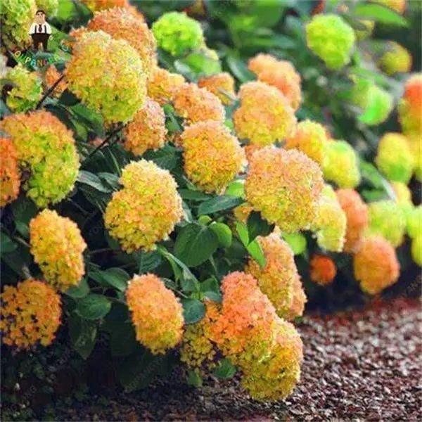 🔥Last Day 49%OFF - Colorful Giant Hydrangea Seeds-Perennial Flower Seeds