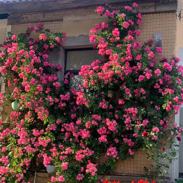🌹Climbing Rose Seeds - Luck Rises-Plantjoyfarm-best selling,Garden Seeds