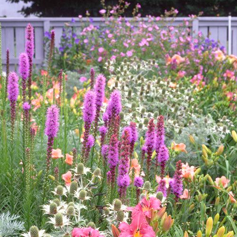 Gayfeather / Blazing Star Seeds - Liatris Seeds-Plantjoyfarm-Flower Seeds