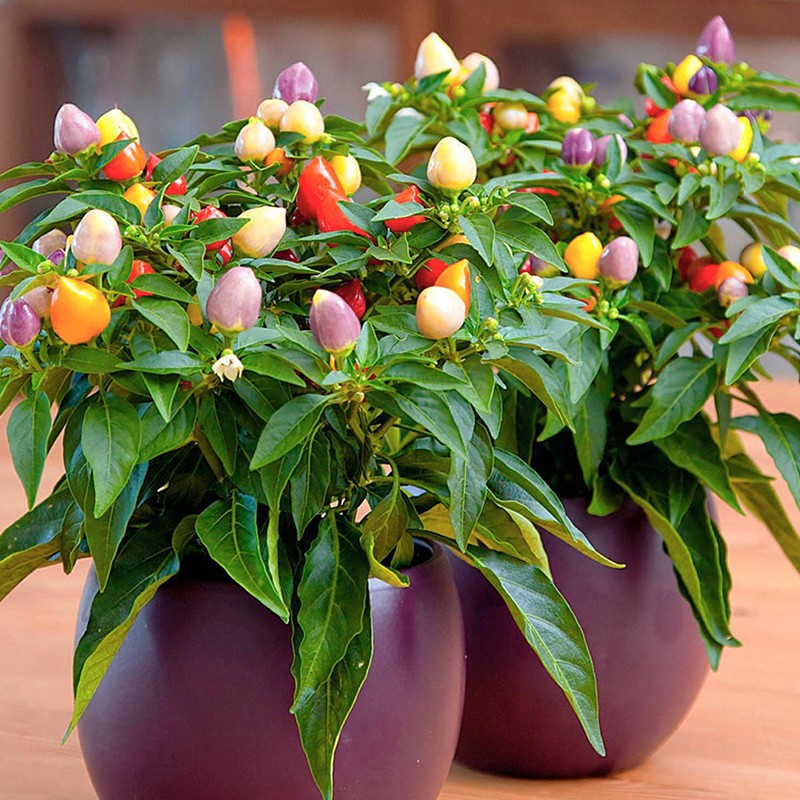 Chinese Five-Color Pepper Ornamental Pepper-Plantjoyfarm-Fruit Seeds,Vegetable Seeds,best selling
