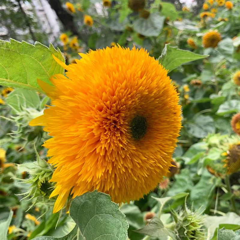 Teddy Bear Sunflower Seeds-Plantjoyfarm-Flower Seeds