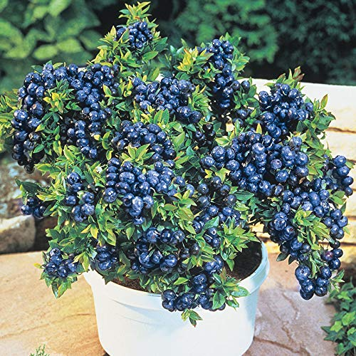 Giant Blueberry Fruit Seeds-Plantjoyfarm-Blueberry,Fruit Seeds,best selling