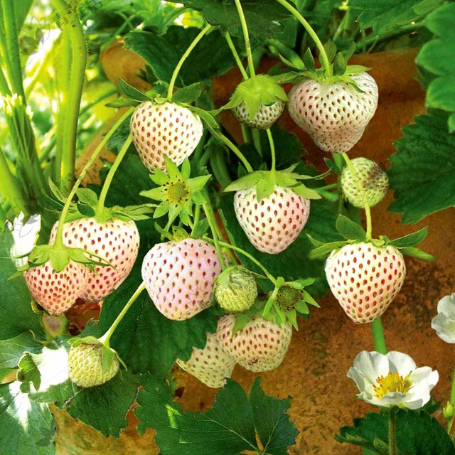 🍓White Strawberry Seeds(🪴Buy 3 Get 1 Free🌿Hardy and Pest-Resistant)-Plantjoyfarm-