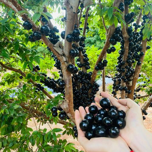 Jabuticaba-Plinia cauliflora-Tree Grape Seeds-Plantjoyfarm-Fruit Seeds,best selling