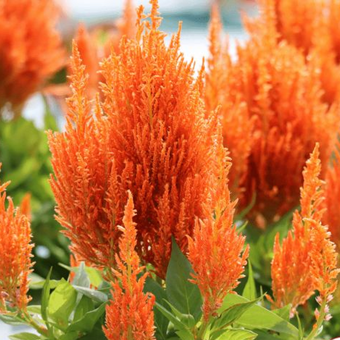 500 Pcs Plumed Castle Celosia Seeds-Plantjoyfarm-Flower Seeds