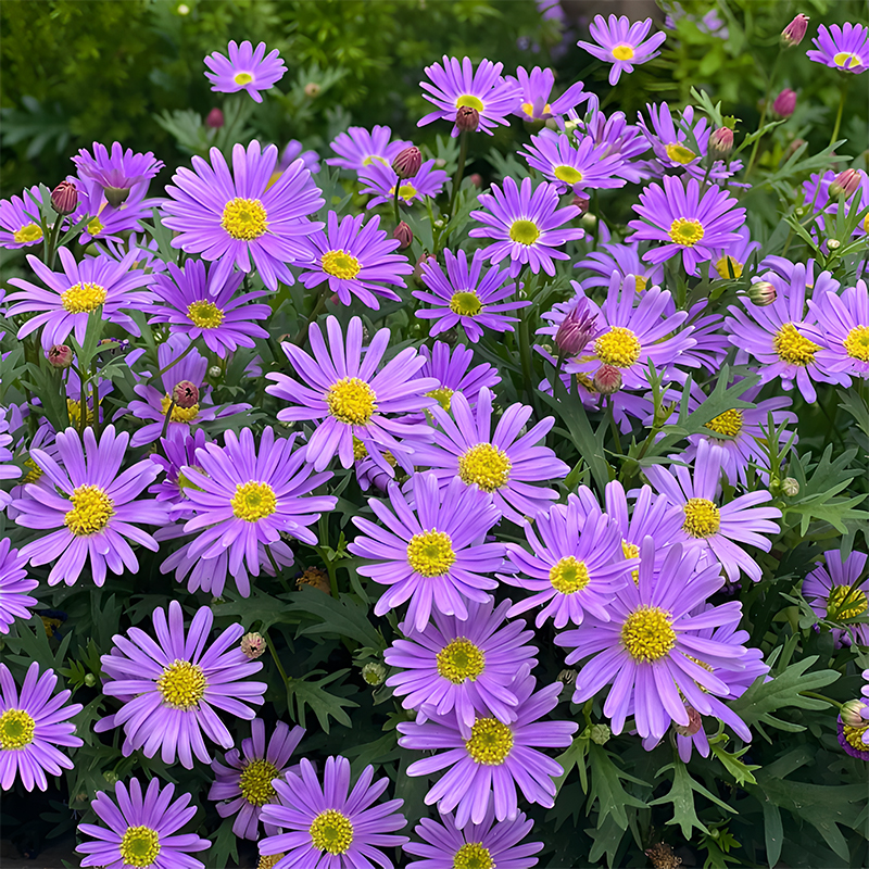 🌼Insect Killers: Pyrethrum Daisy Seeds-Plantjoyfarm-Garden Seeds,best selling