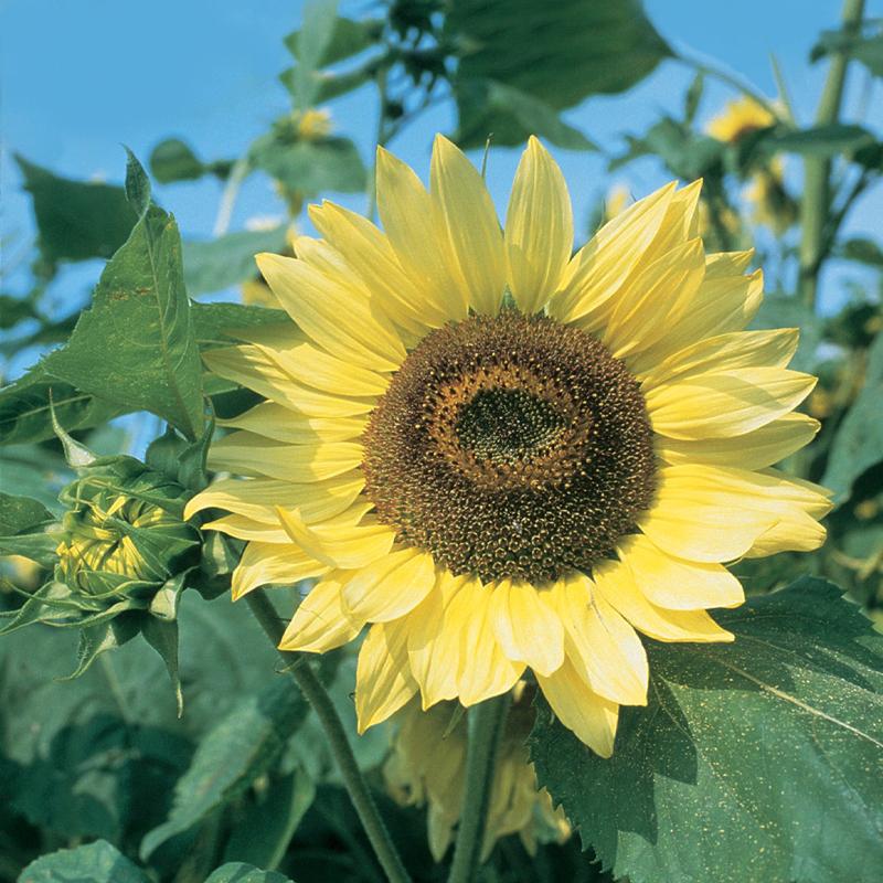 Sunflower, Lemon Queen Organic-Plantjoyfarm-Sunflower Seeds,best selling