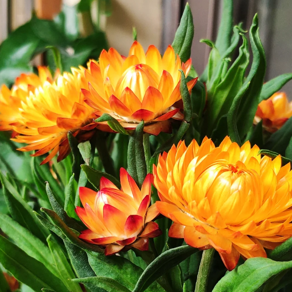🌻Straw Chrysanthemum-Plantjoyfarm-best selling,Garden Seeds