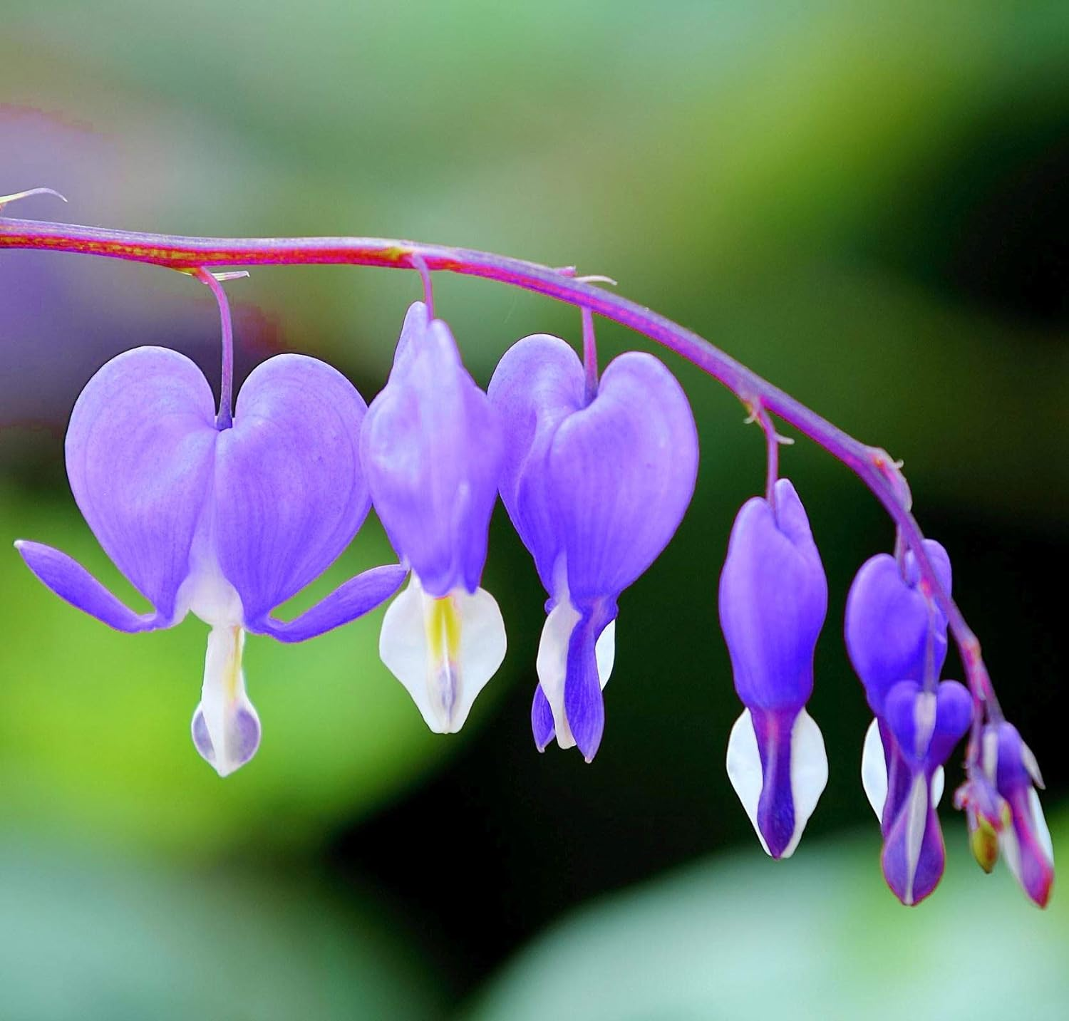 Ocean Bleeding Heart Seeds ~ Dicentra Spectabilis ~ Gifts ~ Grow Your Own ~ Spring Flowers-Plantjoyfarm-Flower Seeds,Garden Seeds,best selling