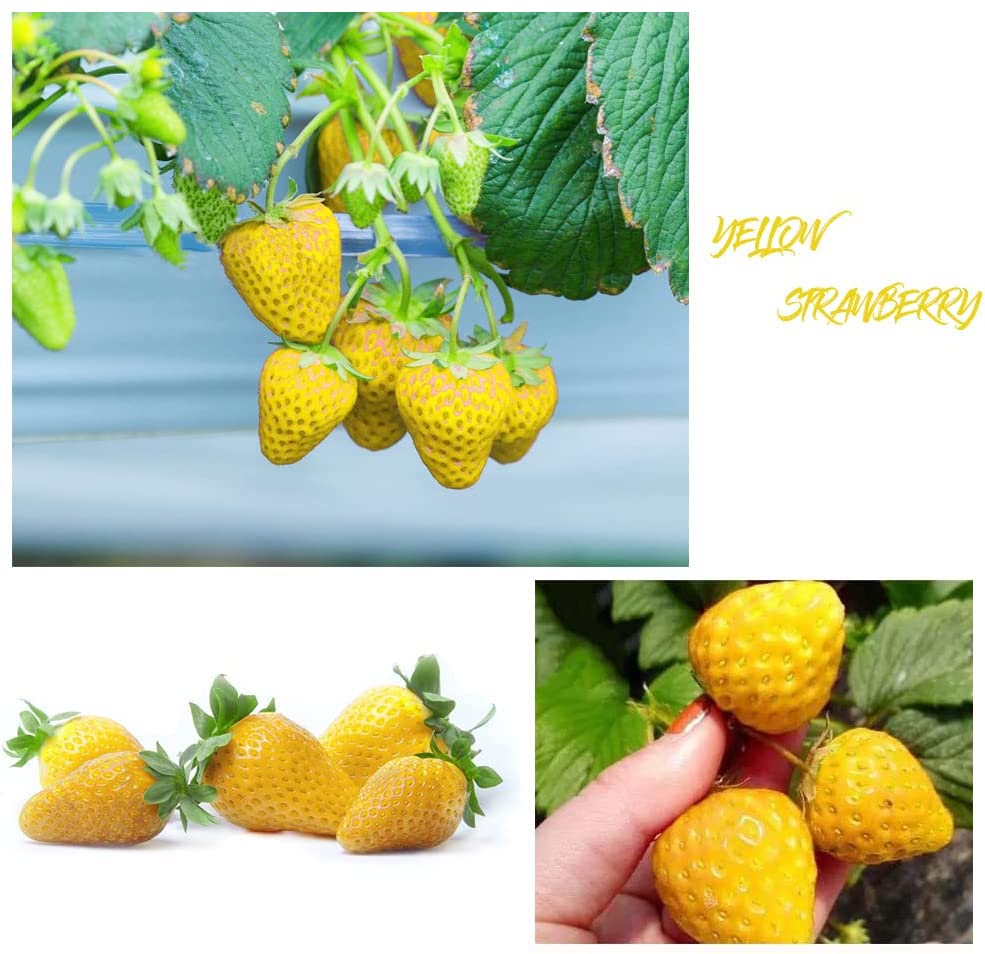 800+ Mix Strawberry Seeds for Planting - Heirloom Non-GMO Red Yellow Blue White Climbing Strawberry-Plantjoyfarm-fruit,Fruit Seeds,best selling