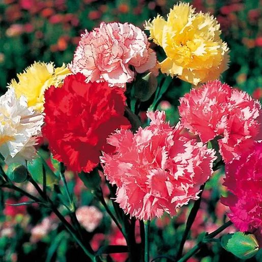 🌼Multi-Colored Carnation Seeds-Pure Love-Plantjoyfarm-Flower Seeds