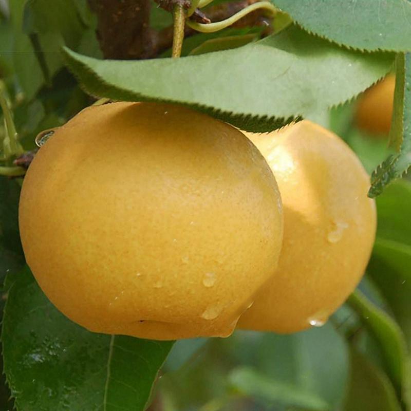 Egrow 10Pcs/Bag Pear Seeds Yellow Chinese Pear Tree Bonsai Seeds Sweet Delicious Exotic Fruit Seeds-Plantjoyfarm-Fruit Seeds,Gardening,home and garden,Seeds,best selling