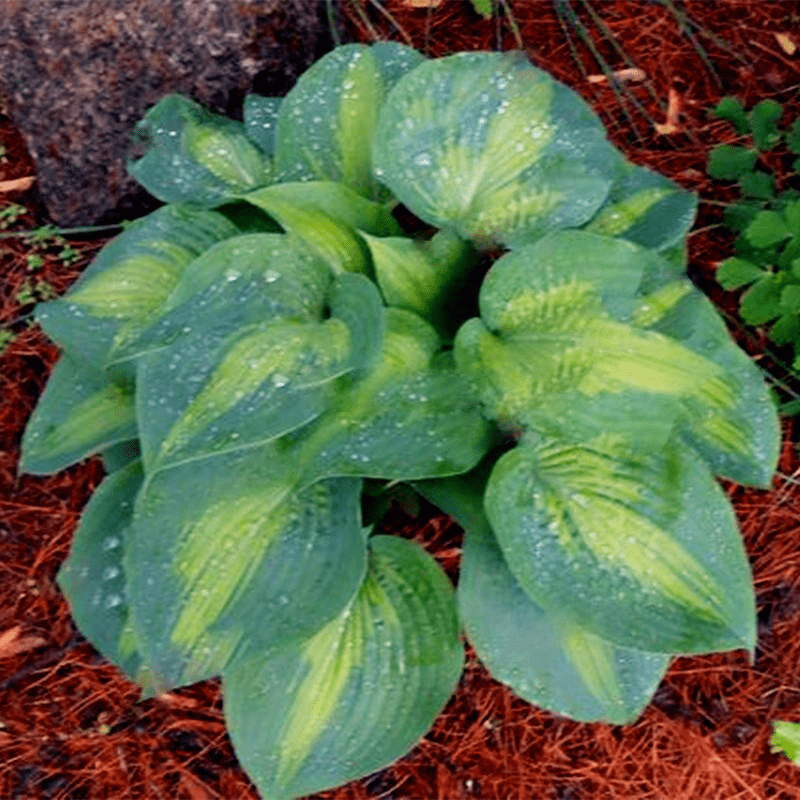 Mixed Hosta Perennials Flower Rare White Lace Lily Seeds-Plantjoyfarm-Garden Seeds,Flowers Seeds,best selling