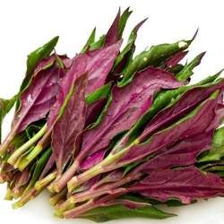 Gynura Bicolor Seeds-Plantjoyfarm-Vegetable Seeds,best selling