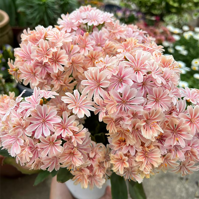 Lewisia Cotyledon Flower Seeds-Plantjoyfarm-Flowers Seeds,Garden Seeds,best selling