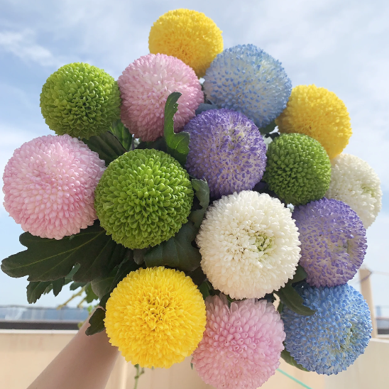 🏵️Colorful Ping Pong Chrysanthemum Seeds-Plantjoyfarm-best selling,Garden Seeds