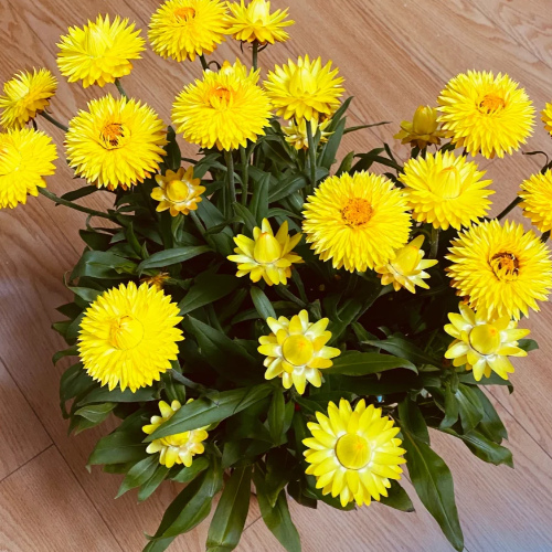 🌻Straw Chrysanthemum-Plantjoyfarm-best selling,Garden Seeds