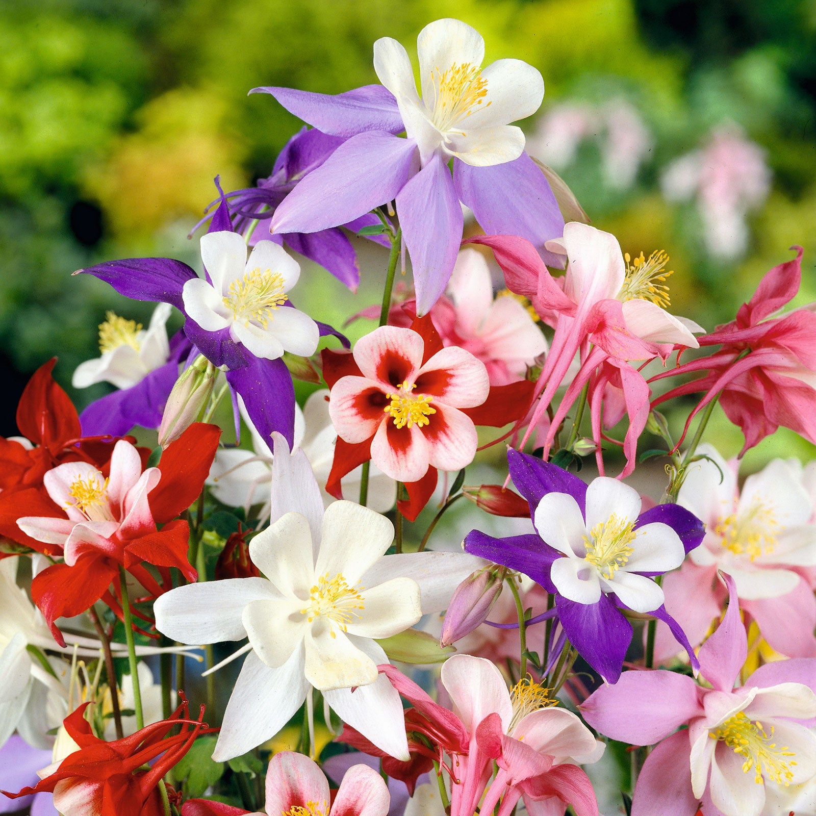Columbine Seeds - McKana Giant Mix-Plantjoyfarm-Flower Seeds,Garden Seeds,best selling