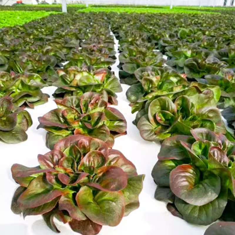 Coffee Leaf lettuce Seeds-🪴Harvest Within 30 days-Fewer Pests-Plantjoyfarm-Vegetable Seeds,best selling