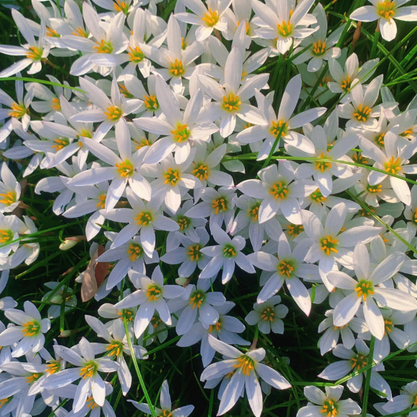 🌺White Purity - Third Generation Daffodils-Plantjoyfarm-best selling,Garden Seeds