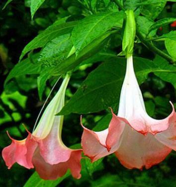 50pcs/Bag Datura Brugmansia Seeds Potted Bonsai Trumpets Angel Flower Seeds-Plantjoyfarm-Garden Seeds,best selling