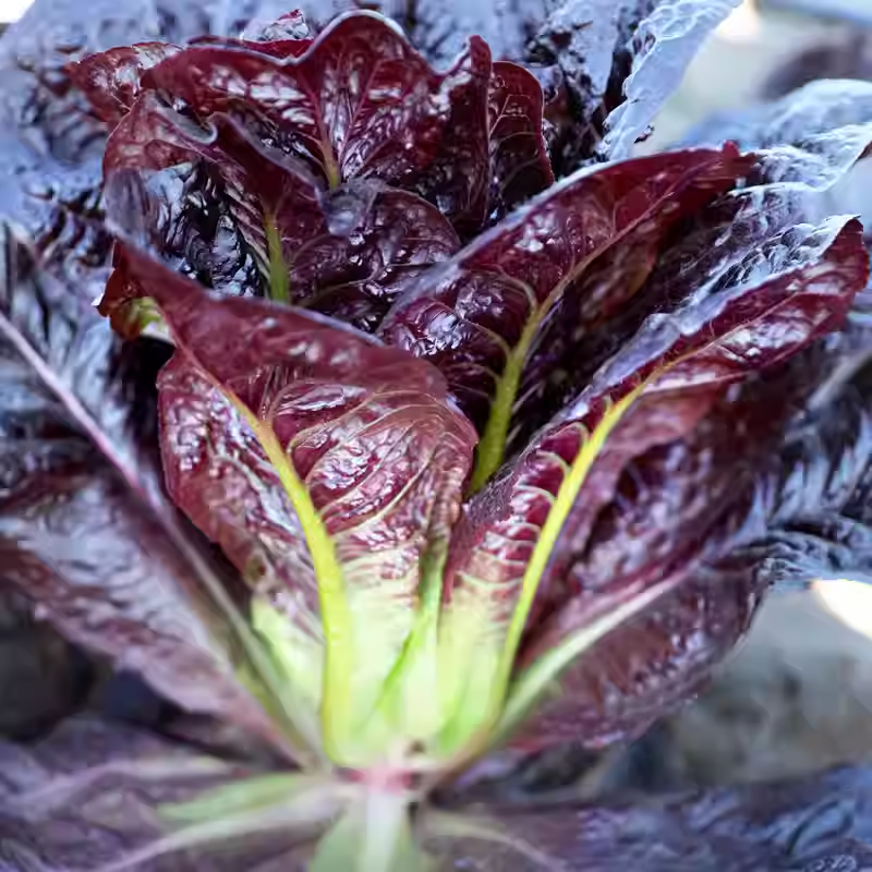Coffee Leaf lettuce Seeds-🪴Harvest Within 30 days-Fewer Pests-Plantjoyfarm-Vegetable Seeds,best selling