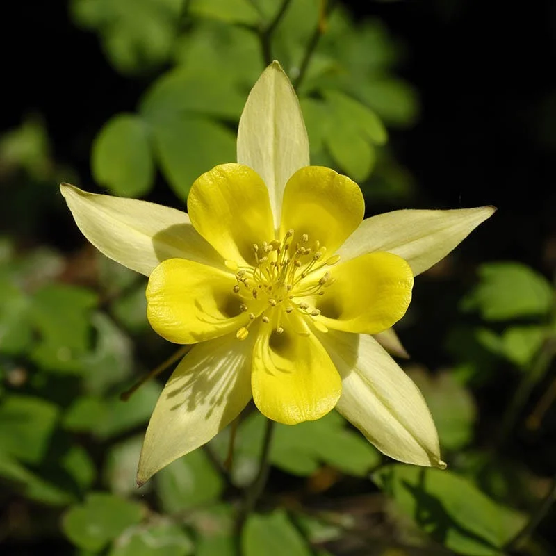 ✨Columbine Seeds – Elegant Blooms for Your Garden