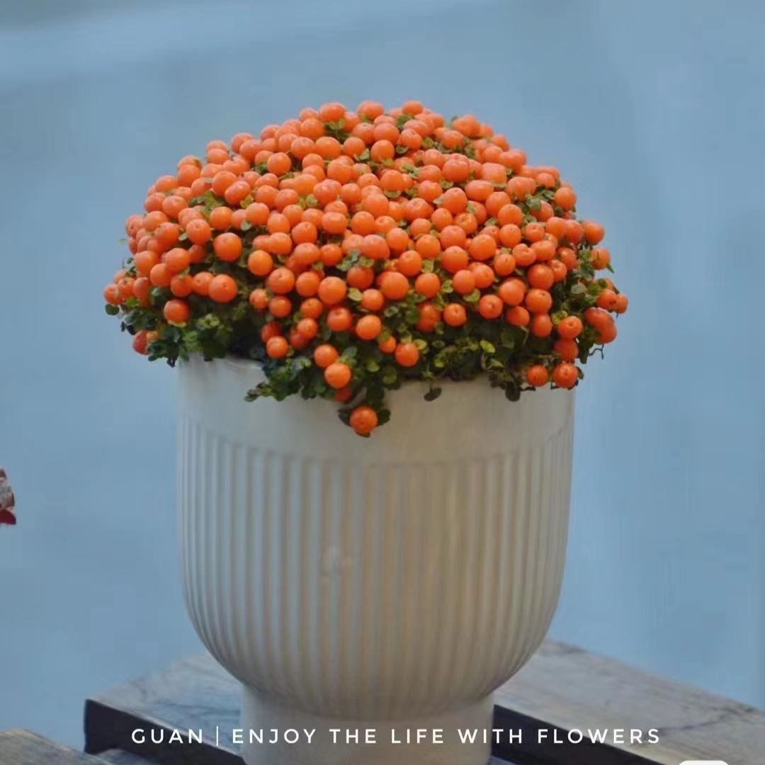 Pearl Orange Succulent Potted Plant-Plantjoyfarm-Flower Seeds,Garden Seeds,best selling