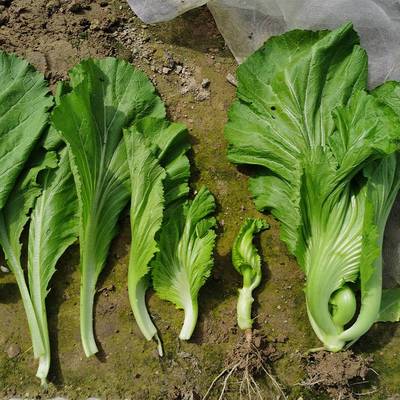 Leaf Mustard Seeds-Plantjoyfarm-Vegetable Seeds,best selling