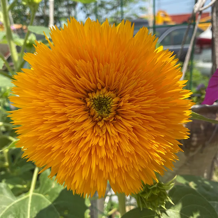 Teddy Bear Sunflower Seeds