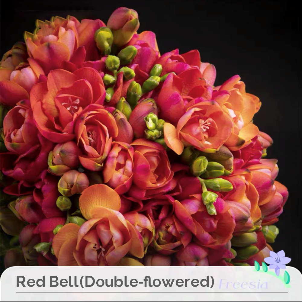 Freesia Bulbs --Comming Soon-Plantjoyfarm-Flower Seeds,flower bulb