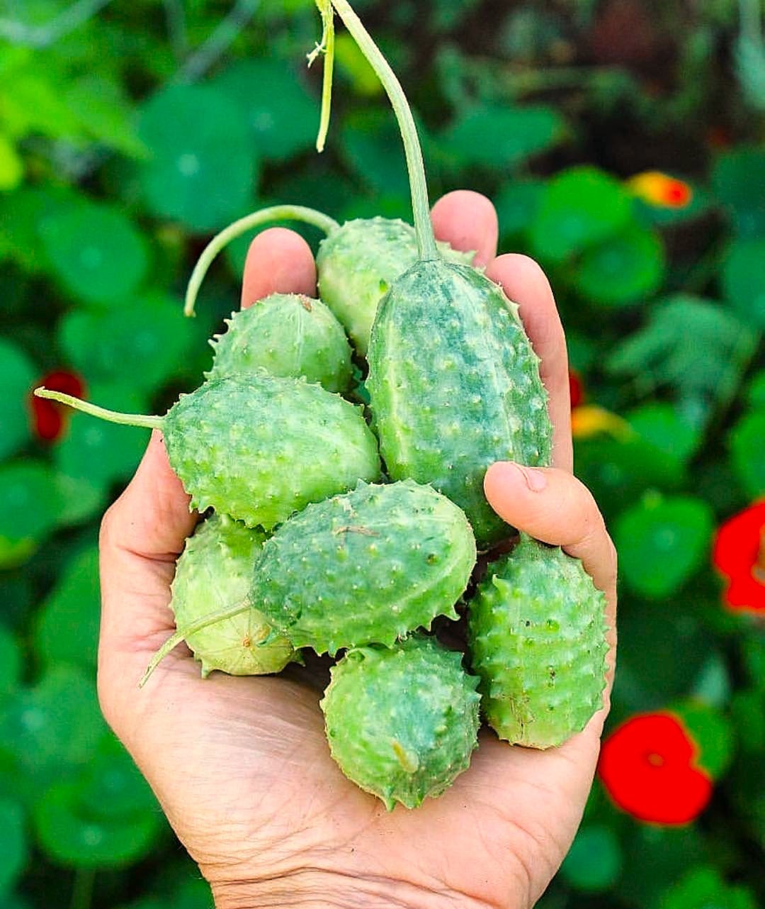 West Indian Gherkin Cucumber Seeds-Plantjoyfarm-Fruit Seeds,best selling
