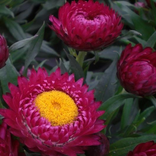 STRAWFLOWER SEEDS - PURPLE RED-Plantjoyfarm-Garden Seeds,best selling