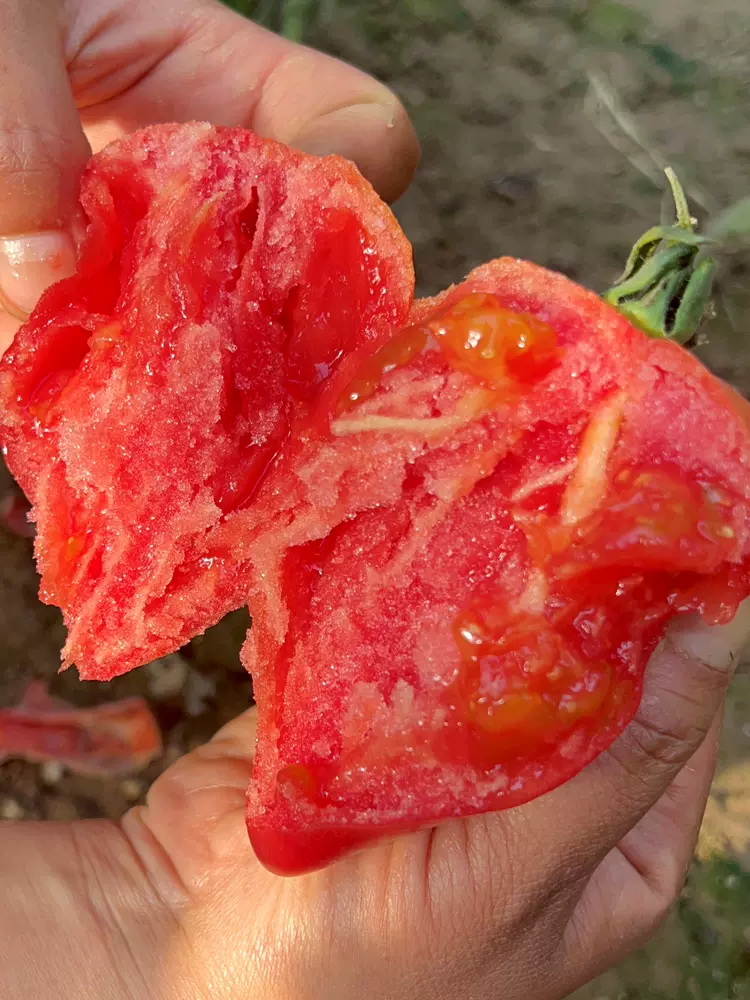 Mango Honey Tomato Seeds-Plantjoyfarm-Fruit Seeds