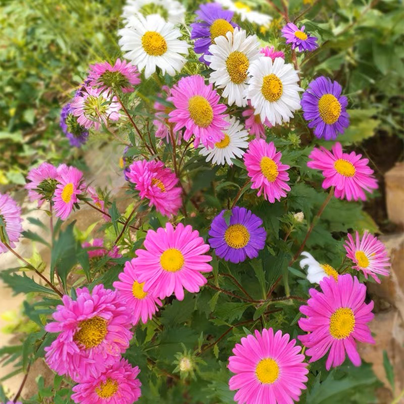 Insect Killer: Pyrethrum Daisy Seeds - Mixed Color-Plantjoyfarm-Flower Seeds