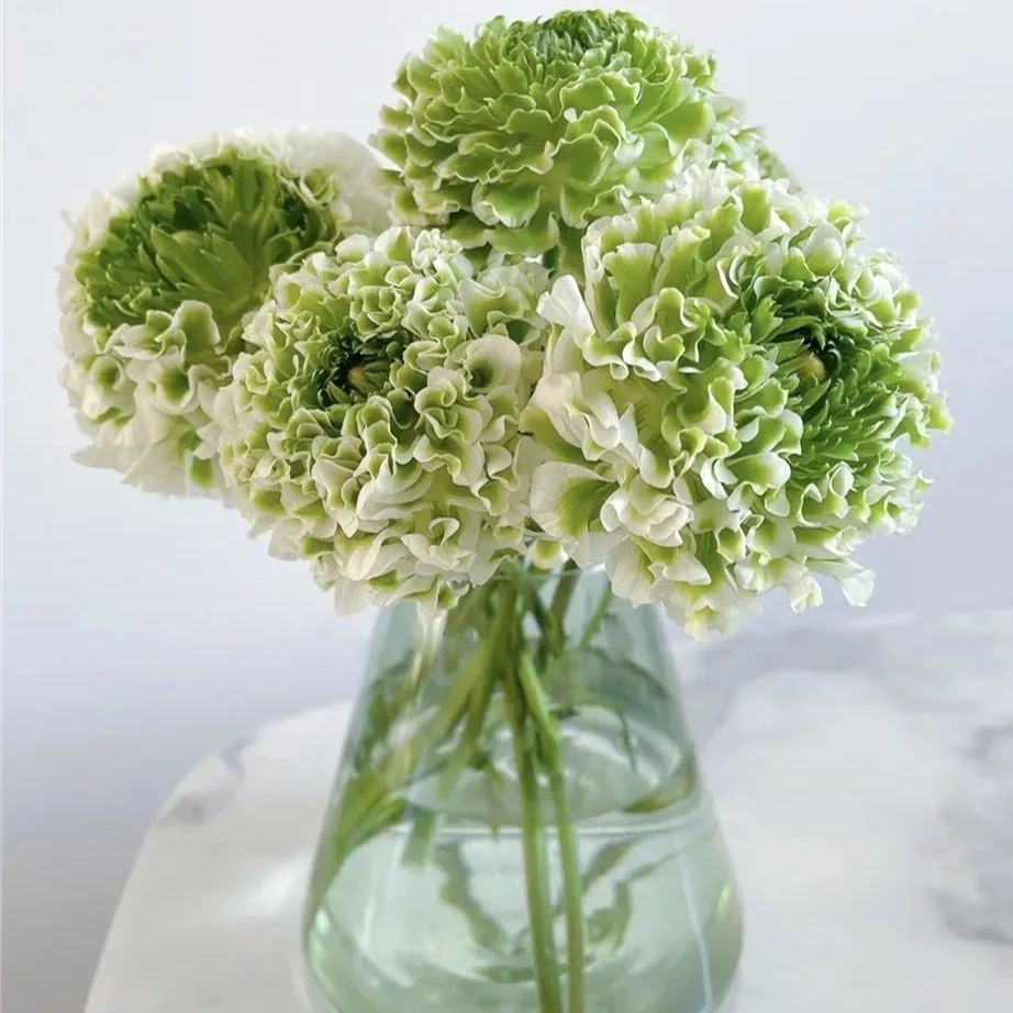 Multicolor Ranunculus Seeds-Plantjoyfarm-