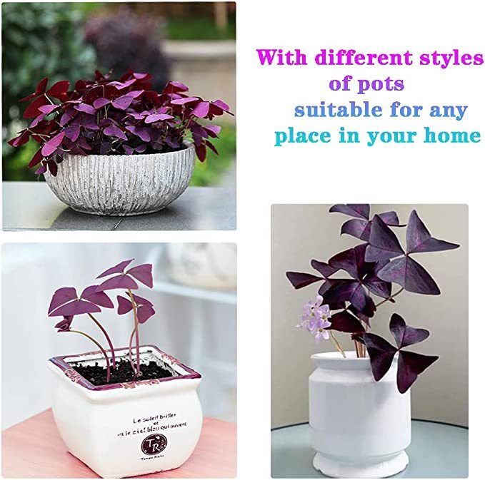 Oxalis Triangularis Purple Shamrock Good Luck Plant-Plantjoyfarm-Garden Seeds,2303,best selling