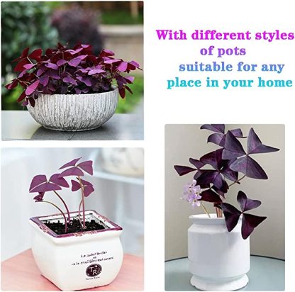 Oxalis Triangularis Purple Shamrock Good Luck Plant-Plantjoyfarm-Garden Seeds,2303,best selling