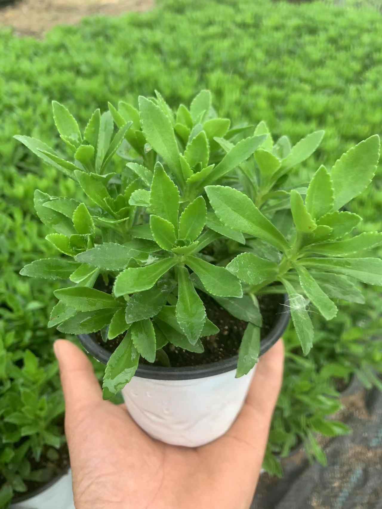 Phedimus Aizoon Seeds(Aizoon Stonecrop)-Plantjoyfarm-Vegetable Seeds,best selling