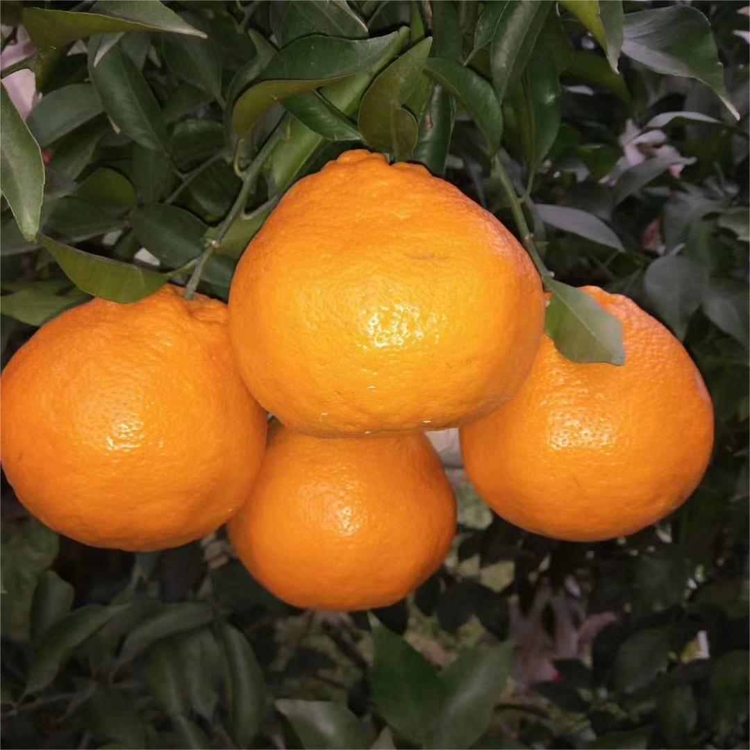 Rake Citrus Seeds (🪴Can be potted)-Plantjoyfarm-