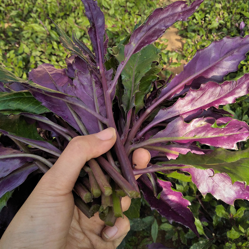 Gynura Bicolor Seeds-Plantjoyfarm-Vegetable Seeds,best selling