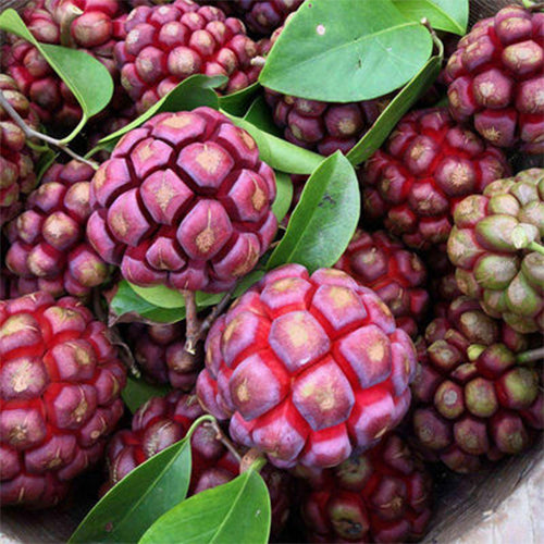 Black Tiger Seeds | Devil Fruit-Plantjoyfarm-Fruit Seeds,best selling