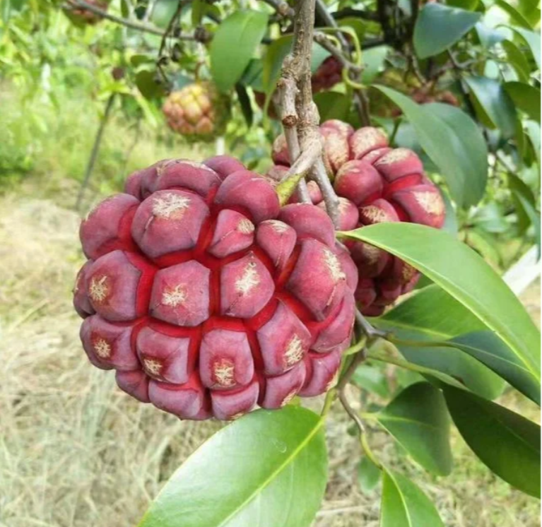 Black Tiger Seeds | Devil Fruit-Plantjoyfarm-Fruit Seeds,best selling