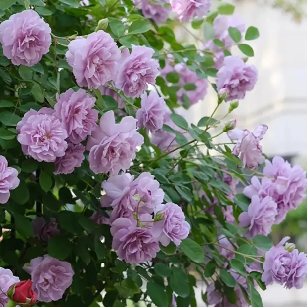 🌹Climbing Rose Seeds - Luck Rises-Plantjoyfarm-best selling,Garden Seeds