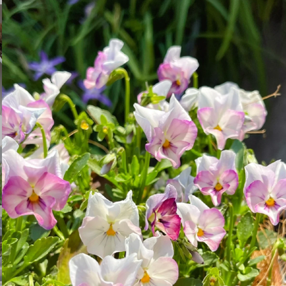 💐 Pansy Winter Elf Series - I Miss You Endlessly-Plantjoyfarm-best selling,Garden Seeds