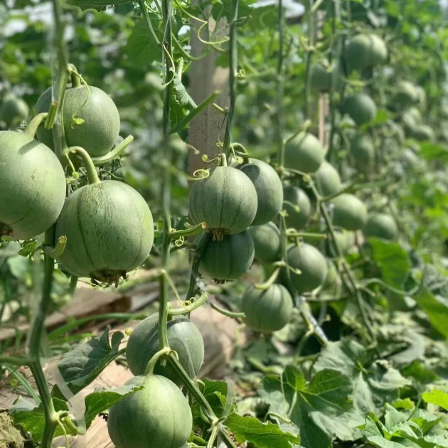🍈Emerald No. 2 Sweet Melon-Plantjoyfarm-best selling,Fruit Seeds